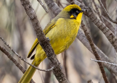 Yellow-tufted Honeyeater