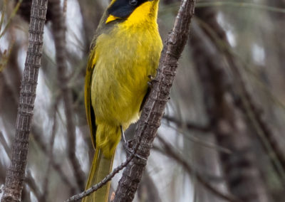 Yellow-tufted Honeyeater