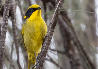 Yellow-tufted Honeyeater