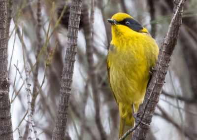 Yellow-tufted Honeyeater