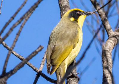 Yellow-tufted Honeyeater