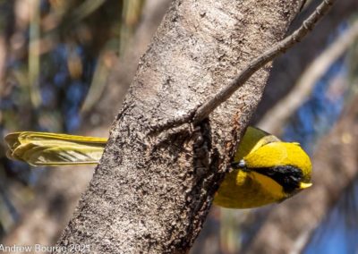 Yellow-tufted Honeyeater