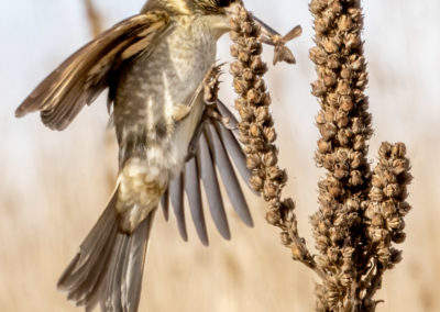 Grey Butcherbird