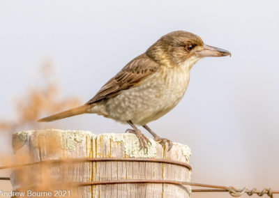 Grey Butcherbird