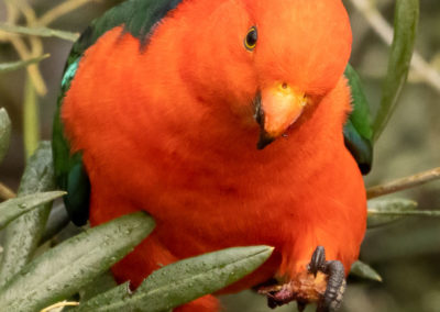 King Parrot