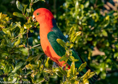 King Parrot