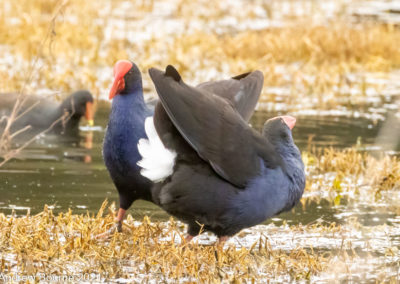 Purple Swamp Hen