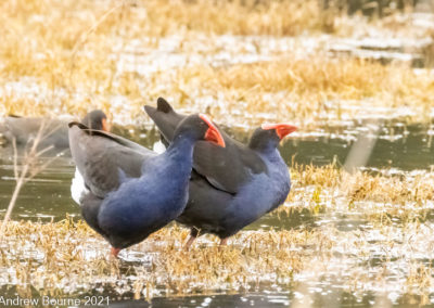 Purple Swamp Hen