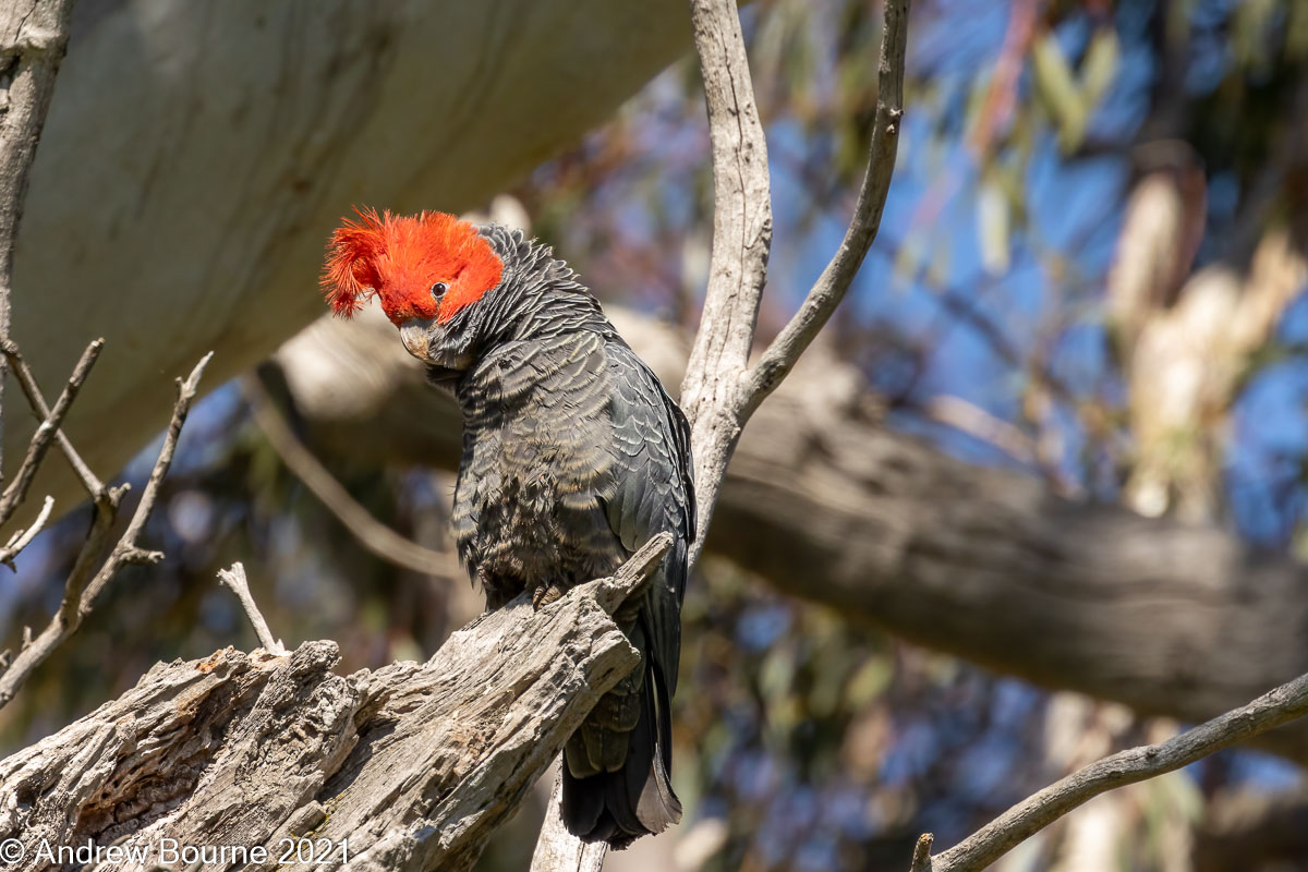 Yellow-tailed Black Cockatoo